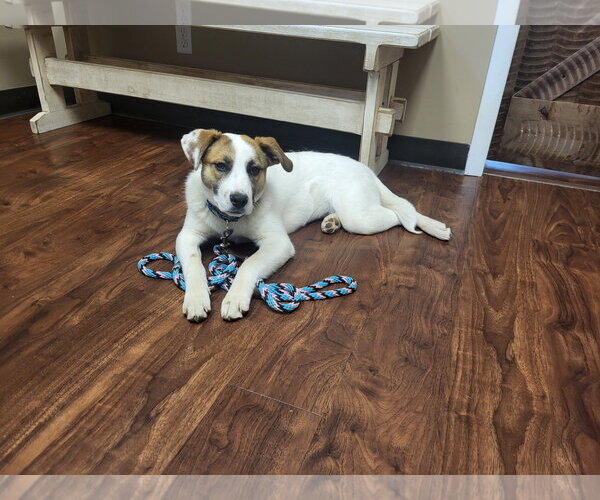 Medium Photo #3 Mutt Puppy For Sale in Hewitt, NJ, USA