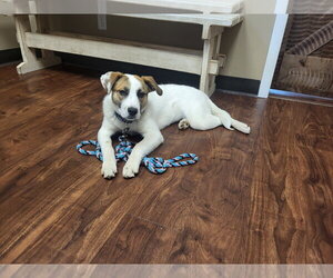 Beezie - Female Mutt Dog for Adoption - Photo #3
