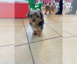 Yorkshire Terrier Puppy for sale in ACAMPO, CA, USA