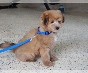 Sheltidoodle Puppy for sale in PENNS CREEK, PA, USA