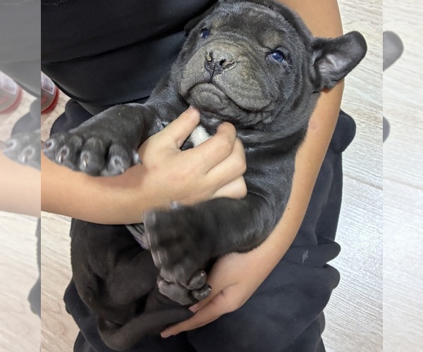 Medium Photo #1 American Bandogge mastiff Puppy For Sale in DEMING, NM, USA