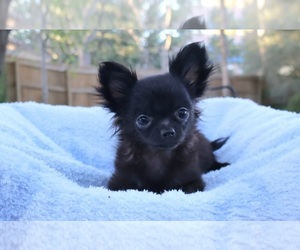 Chihuahua Puppy for sale in SAN ANTONIO, TX, USA