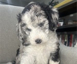 Small Photo #144 Sheepadoodle Puppy For Sale in HUNTINGTON BEACH, CA, USA