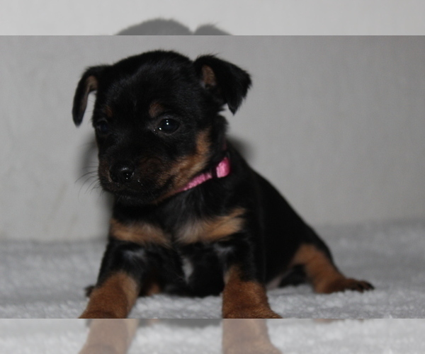 Medium Photo #3 Yorkshire Terrier Puppy For Sale in FREDERICKSBG, OH, USA