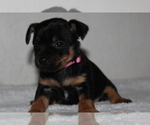 Small Photo #3 Yorkshire Terrier Puppy For Sale in FREDERICKSBG, OH, USA