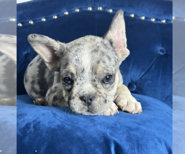 Medium Photo #3 French Bulldog Puppy For Sale in BALTIMORE, MD, USA