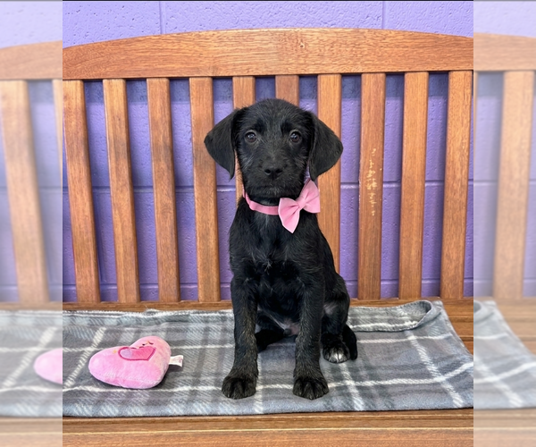 Medium Photo #2 Labrador Retriever-Unknown Mix Puppy For Sale in Genesee, WI, USA