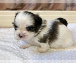 Small Photo #19 Shih Tzu Puppy For Sale in ARDEN, NC, USA
