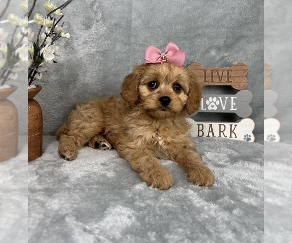 Medium Photo #3 Cavapoo (Standard) Puppy For Sale in GREENFIELD, IN, USA