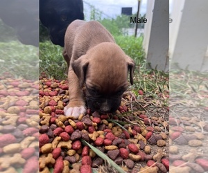 Boxer Puppy for sale in BLOOMFIELD, KY, USA