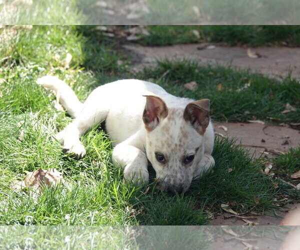 Medium Photo #2 Collie-Unknown Mix Puppy For Sale in Sandy, UT, USA