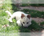 Small #1 Collie Mix
