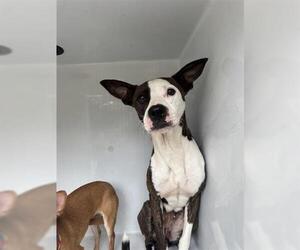American Pit Bull Terrier-Unknown Mix Dogs for adoption in Houston, TX, USA