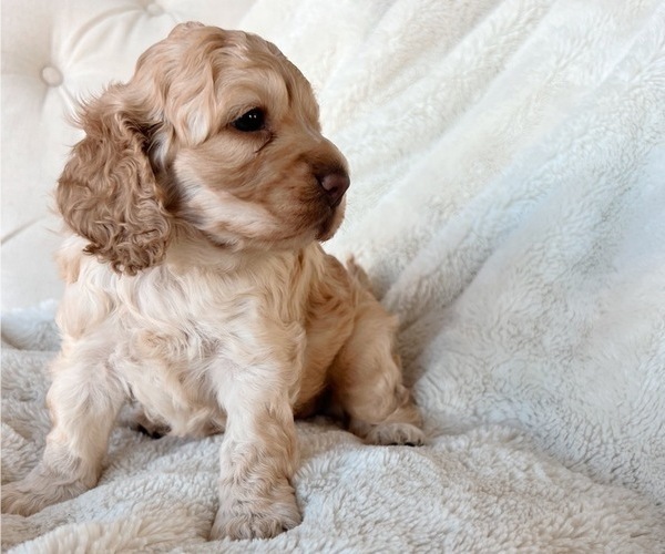 Medium Photo #8 Cock-A-Poo Puppy For Sale in CONCORD, NC, USA