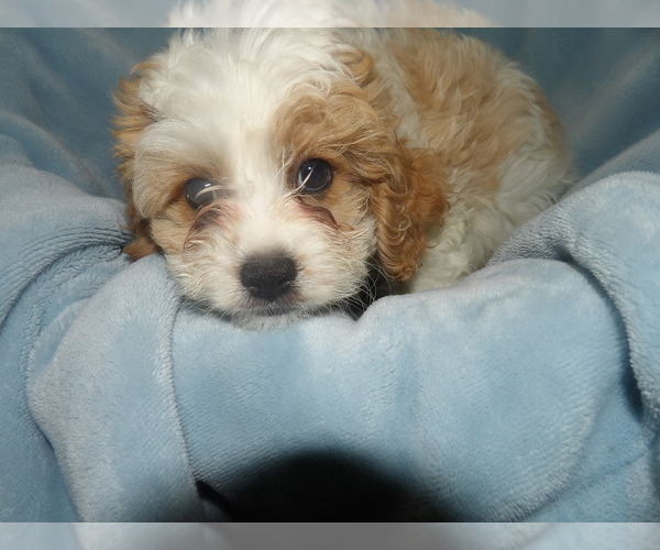 Medium Photo #2 Cavachon Puppy For Sale in PATERSON, NJ, USA
