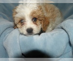 Small Photo #2 Cavachon Puppy For Sale in PATERSON, NJ, USA
