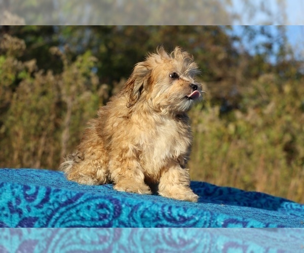 Medium Photo #26 ShihPoo Puppy For Sale in DYERSBURG, TN, USA