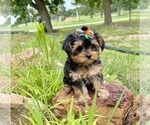 Small #1 Morkie