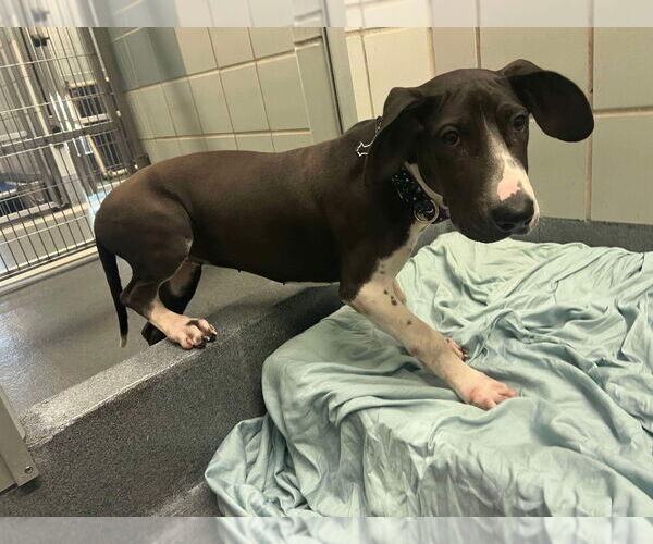 Medium Photo #3 Basset Hound-Great Dane Mix Puppy For Sale in Bullard, TX, USA