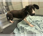 Small #2 Basset Hound-Great Dane Mix