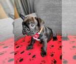 Small Photo #4 French Bulldog Puppy For Sale in FONTANA, CA, USA