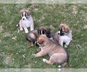 Alaskan Husky-Saint Bernard Mix Puppy for sale in OLIVET, MI, USA