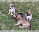Small Alaskan Husky-Saint Bernard Mix