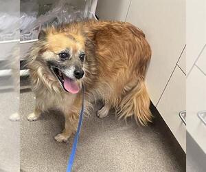 Chihuahua-Unknown Mix Dogs for adoption in HESPERIA, CA, USA