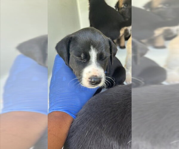 Medium Photo #1 Labrador Retriever-Unknown Mix Puppy For Sale in Houston, TX, USA