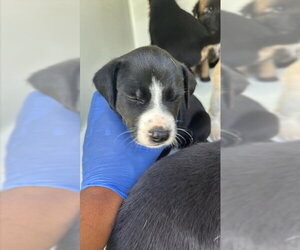 Labrador Retriever-Unknown Mix Dogs for adoption in Houston, TX, USA