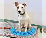 Small #3 American Staffordshire Terrier-Australian Shepherd Mix