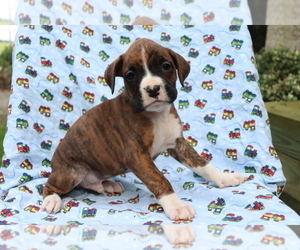 Boxer Puppy for sale in SHILOH, OH, USA