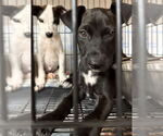 Small #2 Feist Terrier-Labrador Retriever Mix