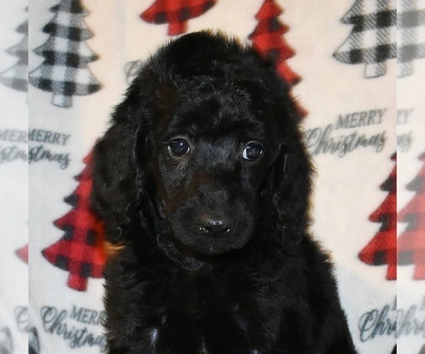Medium Photo #10 Poodle (Standard) Puppy For Sale in ASPERMONT, TX, USA