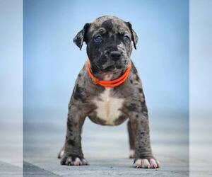 American Bully Puppy for sale in HOUSTON, TX, USA
