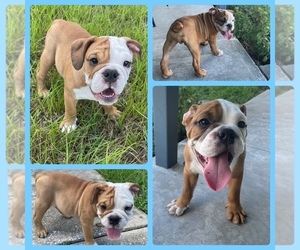 Bulldog Puppy for sale in DELTONA, FL, USA