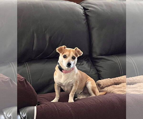 Medium Photo #1 Chihuahua Puppy For Sale in Menifee, CA, USA