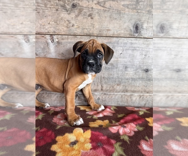 Medium Photo #7 Boxer Puppy For Sale in VERMONTVILLE, MI, USA