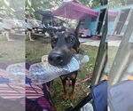 Small Photo #3 Doberman Pinscher Puppy For Sale in Buffalo, MN, USA