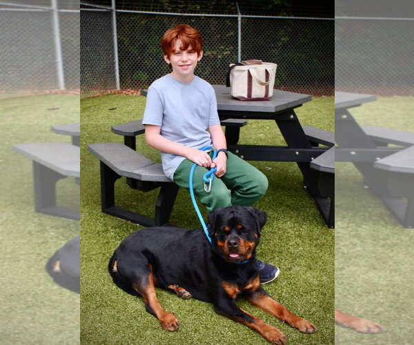 Medium Photo #3 Rottweiler Puppy For Sale in Hillsboro, NH, USA