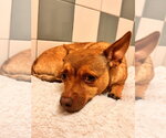 Small #2 Chihuahua