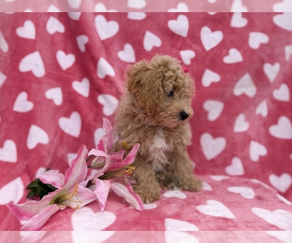 Medium Photo #2 Bichpoo Puppy For Sale in LAKELAND, FL, USA