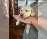 Puppy Angelo Labrador Retriever
