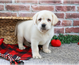 Labrador Retriever Puppy for sale in SYRACUSE, IN, USA
