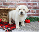Image preview for Ad Listing. Nickname: Mason