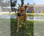 ANDY - Male Labrador Retriever-Unknown Mix Dog for Adoption - Small photo