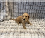 Small Photo #12 Goldendoodle Puppy For Sale in SUGAR LAND, TX, USA