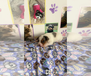 Yorkshire Terrier Puppy for sale in MONTGOMERY, AL, USA