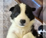 Small #1 Border Collie