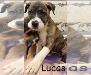 American Pit Bull Terrier-Unknown Mix Dogs for adoption in Wetumpka, AL, USA